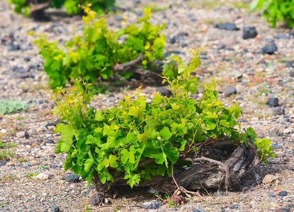 Santorini vine